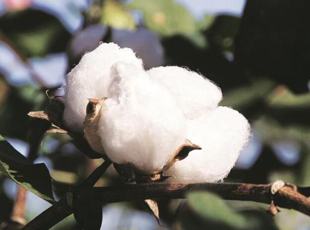 由于降雨量不足 印度棉花产量将下降1%