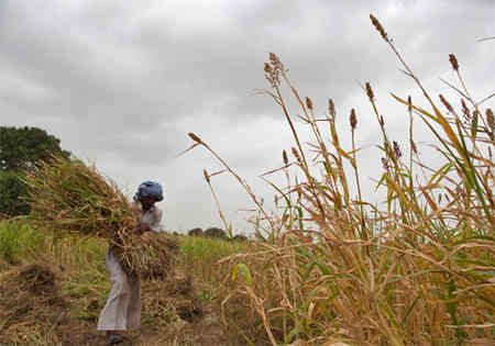 农业股票预算日; jain灌溉增长2.48％