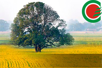Chambal肥料Q4净损失为29.4卢比; EBITDA余量为7.7％