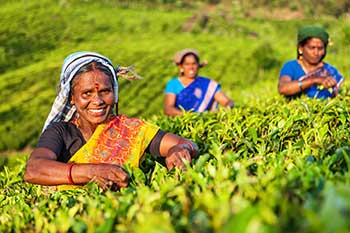 区域供应侧动态支持印度茶的平均实现：ICRA.