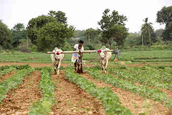 卡纳塔克邦放弃了8,167亿卢比的农业贷款
