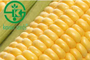Kaveri Seed Company Q1 FY17净利润逢低达到154.4亿卢比
