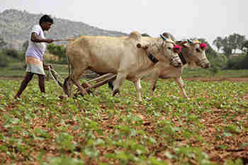 经济调查强调提高农业生产力