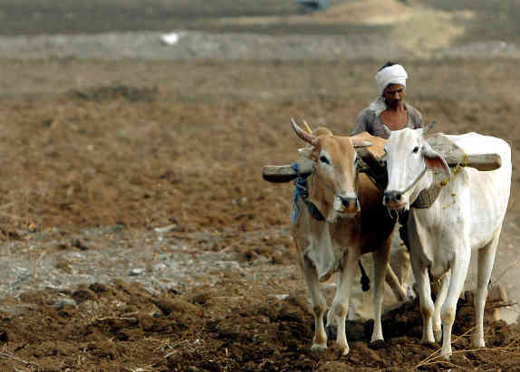 印度评分：尽管季风有利，但农业部门恢复延迟