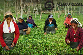 McLeod Russel出售Bhatpara Tea Estate