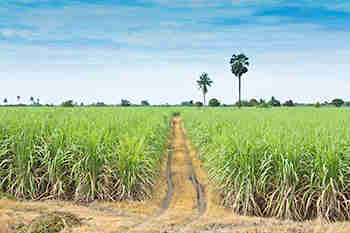 将甘蔗的FRP增加11％以影响糖磨坊的边缘：ICRA.
