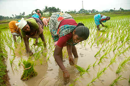 稻谷播种率上升4.6％，脉冲面积上涨3.3％，在kharif季节上升3.3％