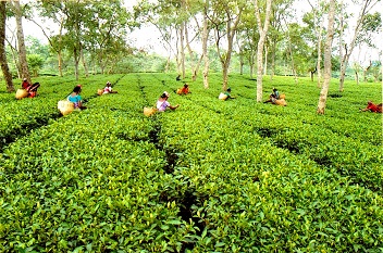 大雨将assam茶业迫使股票，但生产逢低