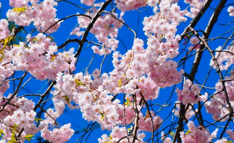 日本气象厅本周正式宣布樱花盛开到东京后开始