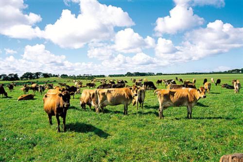莱因哈特公司声称拥有基德曼养牛帝国