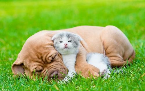 研究表明 爱猫的人比爱狗的人更聪明