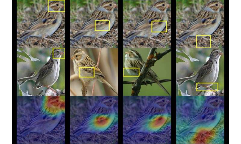 这款人工智能观鸟器可以让你通过机器的眼睛看到
