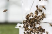 后院养蜂越来越受欢迎比它看起来更容易