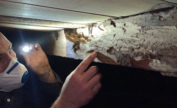 检查员报告墨尔本的受白蚁所困的房产飙升