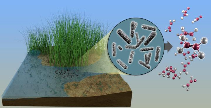 除硫细菌可能是在塑料中制造通用成分的关键