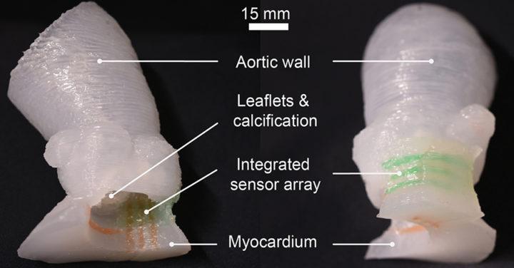 研究人员3D打印逼真的心脏瓣膜模型