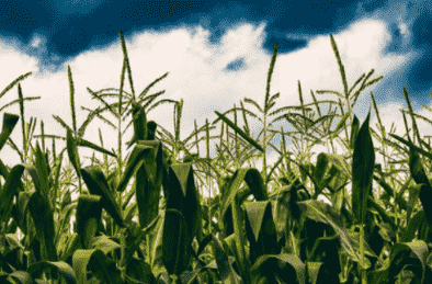 多光谱图像合成在精准农业中的作物 杂草分割
