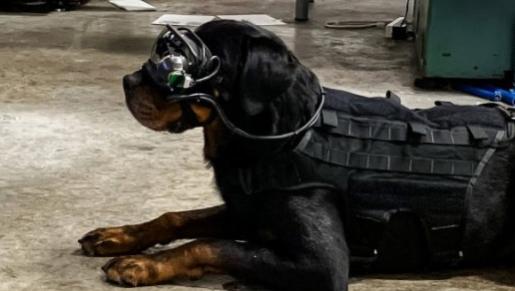 用于炸弹嗅探犬的AR护目镜 已经过美军测试