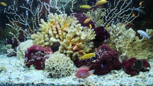 科技在线：新研究揭示了采矿对珊瑚礁的影响