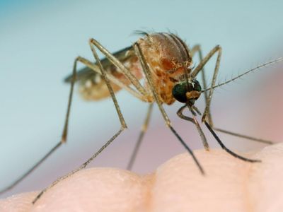 蚊子是我们每年夏天可以期待的不受欢迎的住宿客人