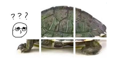 科技在线：科普抖音很火的乌龟六张图怎么玩及抖音变老的特效视频怎么拍