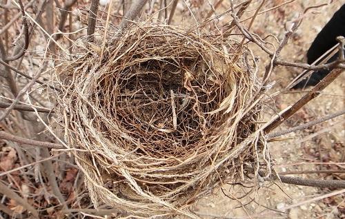 筑巢鸟类可能会对您的房屋造成更大的损害
