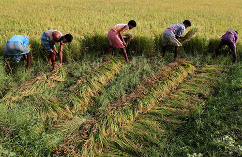 雨水引发水稻播种农民担心产量质量