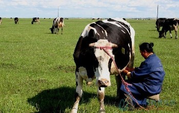 在马哈拉施特拉邦洪水导致牛奶供应量增加35-40%