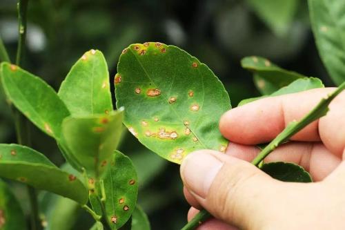 研究人员揭示了植物防御工具包和对抗作物病害的见解